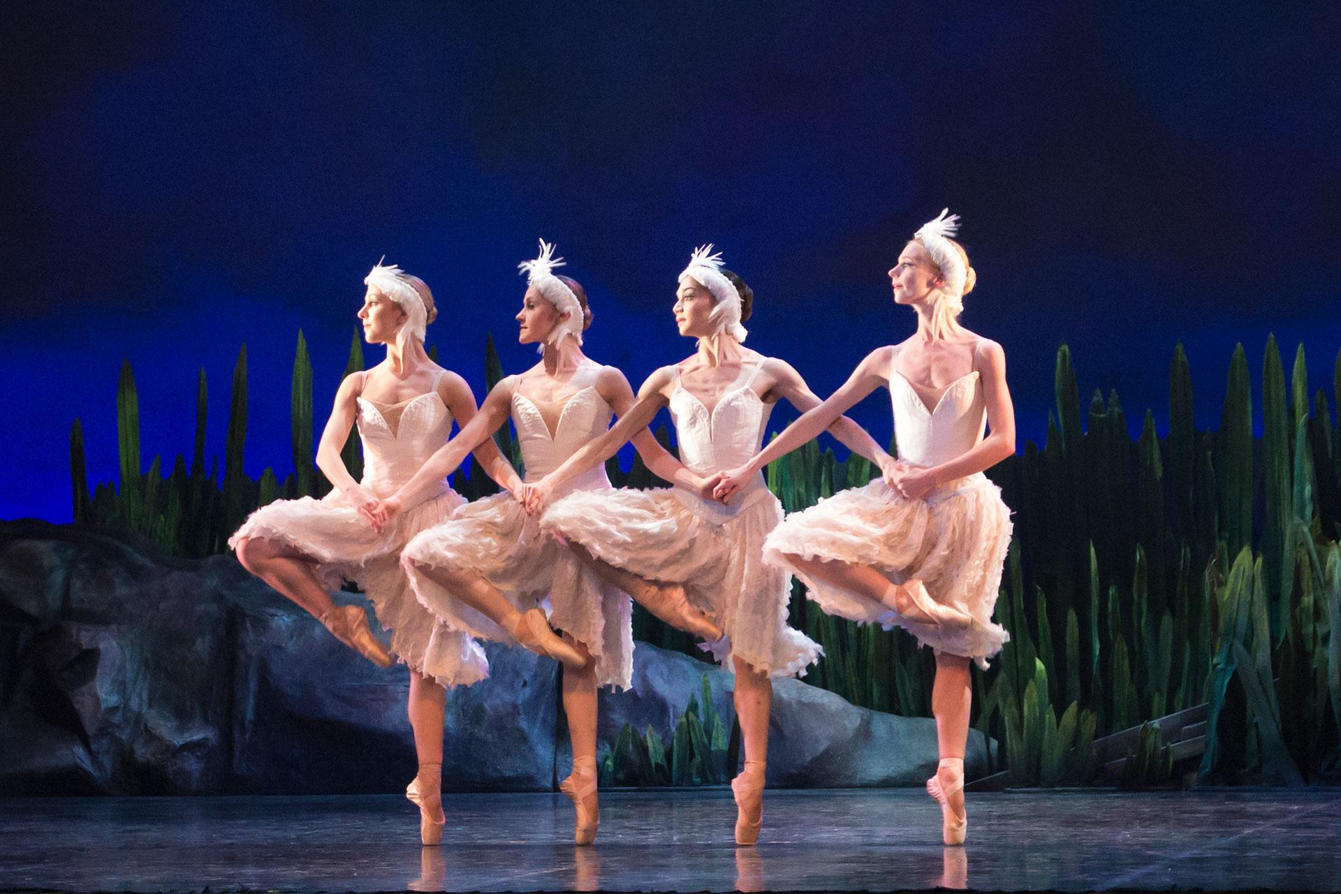 Cygnets from swan Lake dancing in perfect harmony